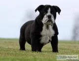 OLDE ENGLISH BULLDOG PUPPY