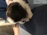 2 females and 1male Full Blooded Shih Tzu Puppies