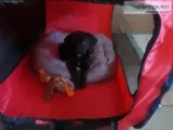 Labrador Female Puppy