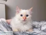 lovely Ragdoll kitten
