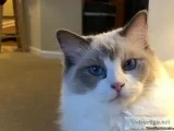 Ragdoll sale due to relocation