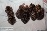 Shinning quality and healthy Bengal Kittens
