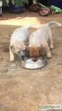 Pure Bred Australian Cattle dog pups