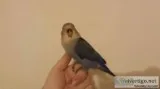 Purple Lovebird Babys