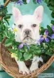Candy Female Frenchton Puppy