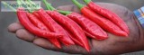 Chilli and vegetable seeds by swastik seeds