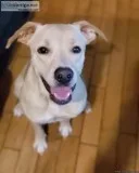 Female Dog for Sale