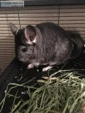 3 Chinchillas and accessories