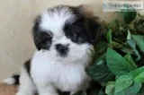 Shih Tzu Male Puppy Pending