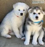 Cute Siberian Retriever Puppies