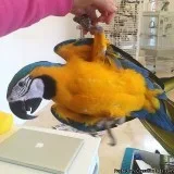 SUPER TAME BLUE AND GOLD MACAW PARROT