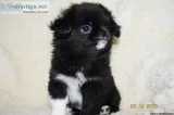 BENNY Japanese Chin Shih-Tzu and Pekinese MIX