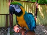 BLUE AND Gold Macaw