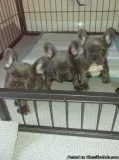 Well Trained French Bulldog Puppies
