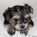 Boise I&rsquod Sandee&rsquos Gorgeous Yorkies