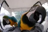 Friendly Blue and Gold Macaw Parrots Ready Now