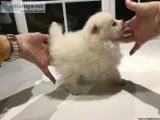 Pomeranian Puppies Available
