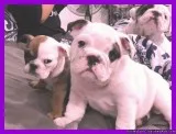 Registered English bulldog