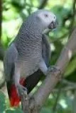 AFRICAN GREY PARROT AVAILABLE