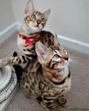 Tica Bengal Kittens for sale