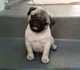 very beautiful obedient pug puppies ready for rehoming