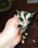 Sugar Glider Joey girl