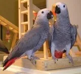 Congo African Grey Parrots Available