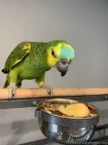Hand Reared Blue Fronted Amazon Parrot For Sale