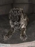 AKC Champion Breed Mastiffs