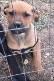 Mastador puppies ready