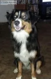 Australian Shepherd