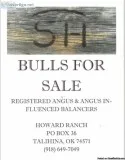 Bulls for sale