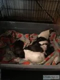 Yorkietzu Puppies CKC