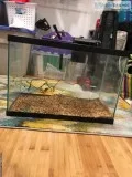 20 gallon aquarium