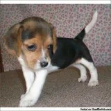 Adorable beagle looking for a new home