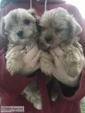 AKC Registered Male yorkie pups