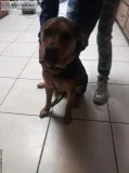 Cute dog in need of good home