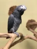 FEMALE AND MALE AFRICAN GREY PARROT AVAILABLE