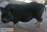 PotBelly pig