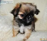 CLAUDIA   JAPANESE CHIN SHIH-TZU and PEKINESE MIX