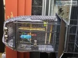 2 parakeets plus cage