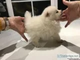 3 SUPER CUTIE PUPPIES