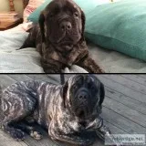 AKC CHAMPION MASTIFFS
