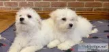 Boys and Girls Bichon Frise Pups Available Adoption