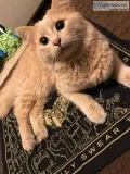 5 young catskittens to good Home (can Seperate)