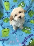 Female Malti-Poo Puppy