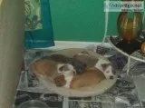 Selling Cute Adorable Pitbull Terrier Puppies