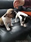 Top show quality purebred registered French bulldog pups