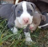 Registered Pitbull puppies