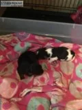 Yorkie Puppies Teacups CKC males